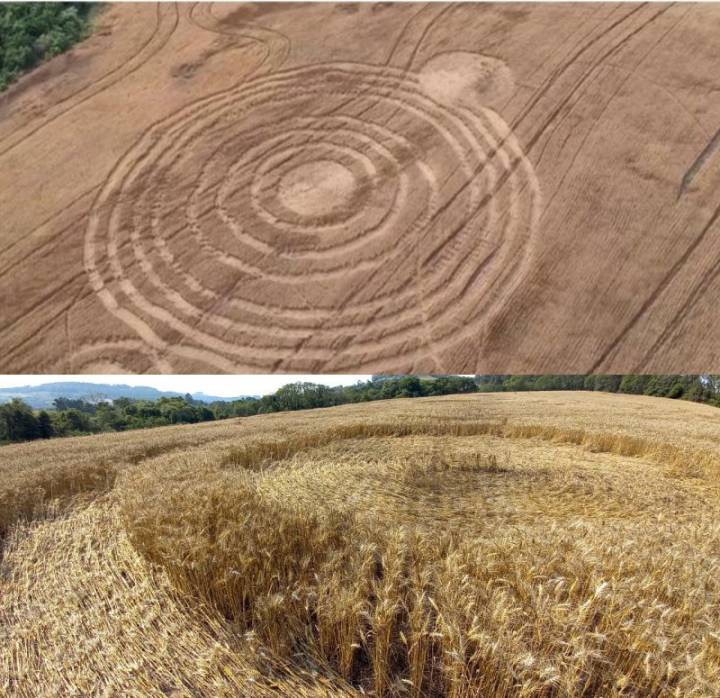 ETs Marcas misteriosas em plantação de trigo chamam a atenção em Santa