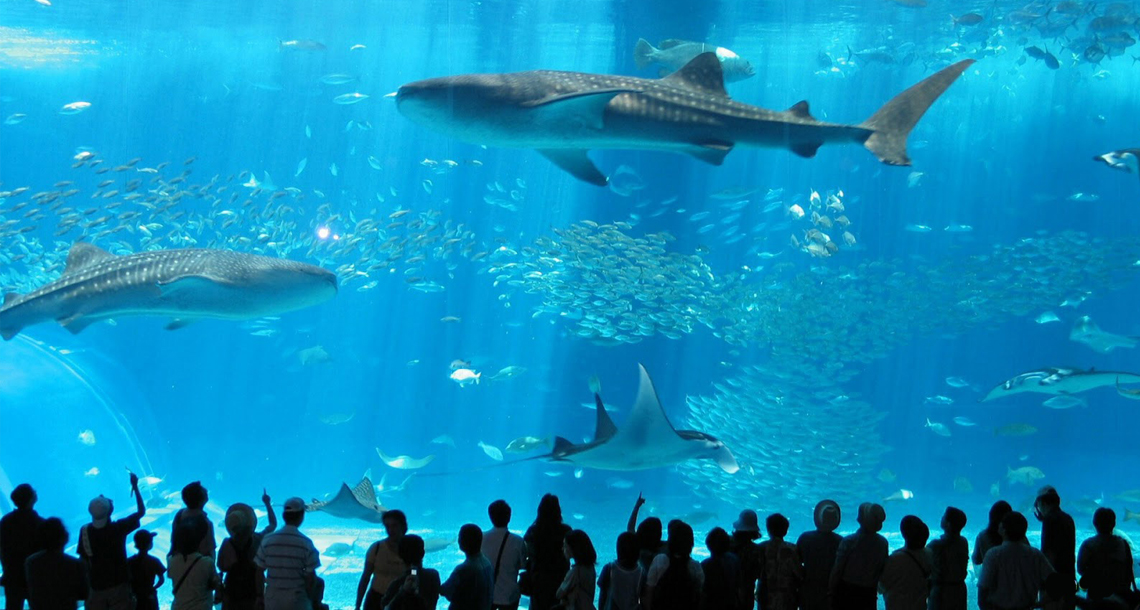 aquário gigante em florianópolis